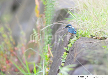 カワセミの幼鳥 3266852