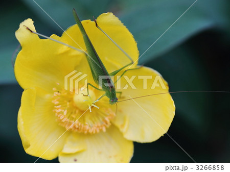 金糸梅のヤブキリ 3266858