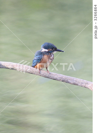 カワセミの幼鳥 カワセミの幼鳥 3266864