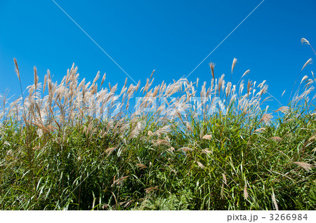 青空に映えるススキ 青空に映えるススキ 3266984