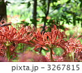 彼岸花 3267815