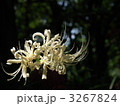 彼岸花 3267824