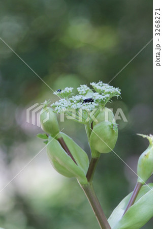 アシタバ 3268271