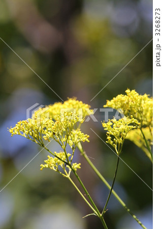 オミナエシ 3268273