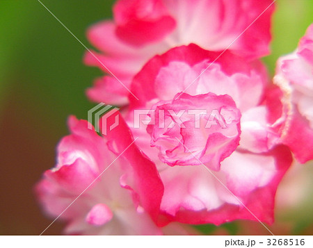 八重咲きベコニア 3268516