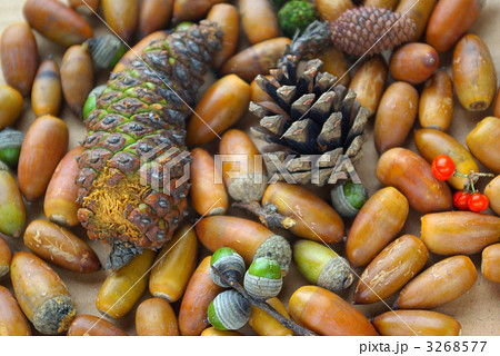 秋の実のテーブルフォト 3268577