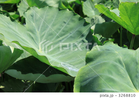 揺りかごのようなサトイモの葉 揺りかごのようなサトイモの葉 3268810