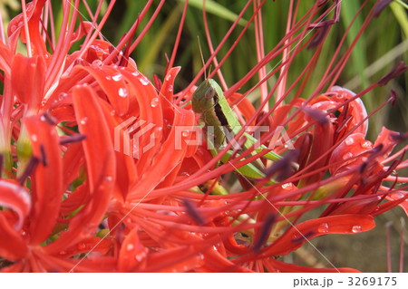 彼岸花とイナゴ 3269175