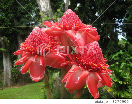 赤トーチジンジャー 赤トーチジンジャー 3270906