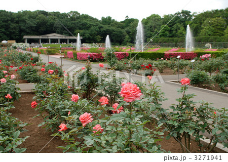 神代植物公園のバラ 神代植物公園のバラ 3271941