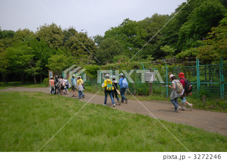 調布市 野草園の写真素材