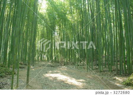木漏れ日の竹林 木漏れ日の竹林 3272680