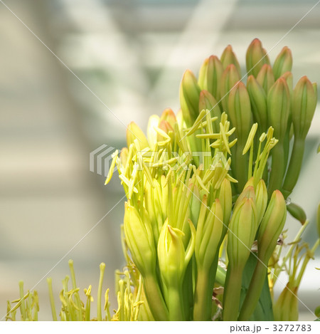 リュウゼツラン リュウゼツラン 3272783