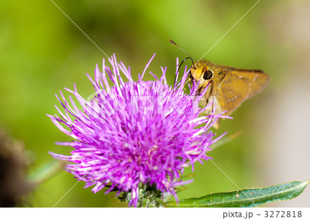 アザミの蜜をすうセセリチョウ 3272818