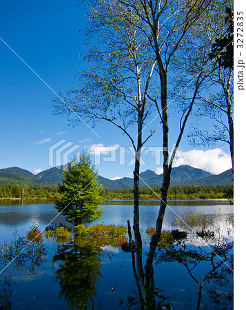 幻の小田代湖と白樺 3272835