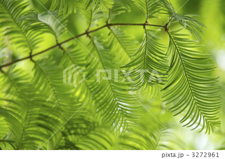 メタセコイア１ 3272961