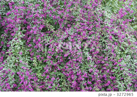 ミヤギノハギ１ 3272965