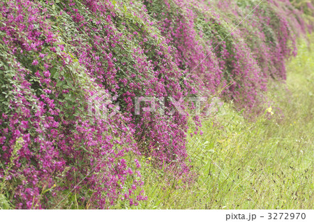 ミヤギノハギ 3272970