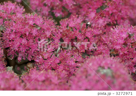 あかばひだかみせばや1 あかばひだかみせばや1 3272971