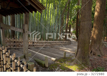 偕楽園の竹林 3272980