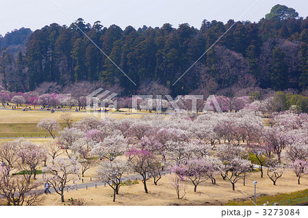 偕楽園の梅 3273084