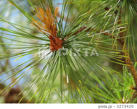 三鈷の松 三鈷の松 3273420