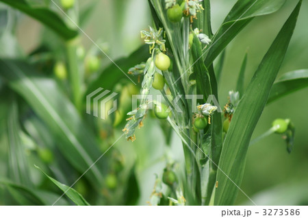 数珠玉の若い実 3273586