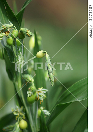 数珠玉の若い実 3273587