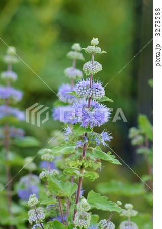 段菊の小さな花 段菊の小さな花 3273588