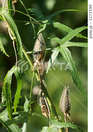 黄蜀葵トロロアオイの実　実が熟しました。 3273590