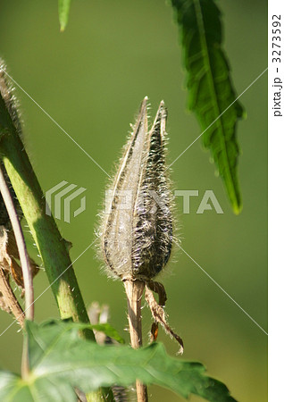 黄蜀葵トロロアオイの実　実が熟しました。 3273592