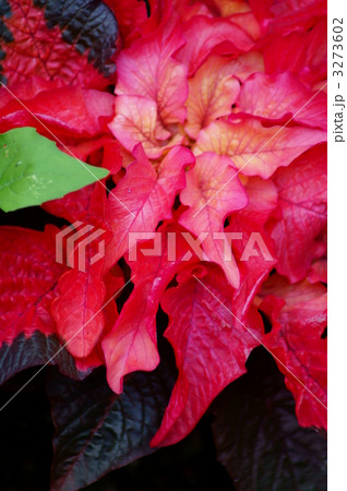葉鶏頭が鮮やかです。 葉鶏頭が鮮やかです。 3273602