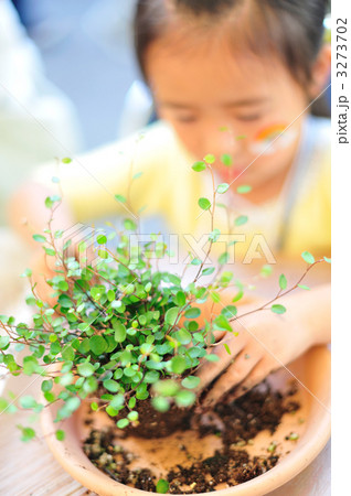 苔玉作り 苔玉作り 3273702