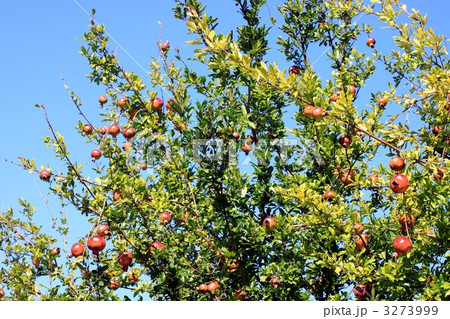 ザクロの木 ザクロの木 3273999