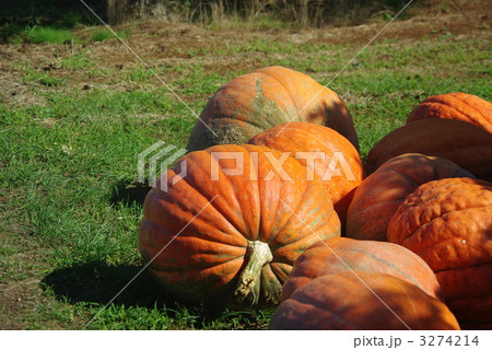 巨大カボチャの収穫　巨大カボチャ 3274214
