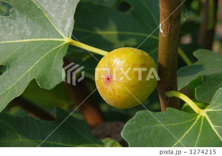 成熟のイチジク　イチジク 3274215