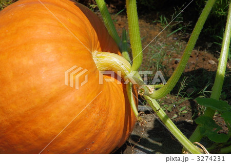 巨大カボチャの成長 巨大カボチャの成長 3274231