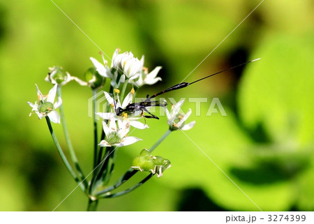 ニラの蜜を吸うオオコンボウヤセバチのメス ニラの蜜を吸うオオコンボウヤセバチのメス 3274399