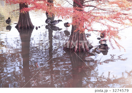 ラクウショウとマガモ ラクウショウとマガモ 3274579