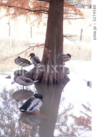 ラクウショウとマガモ 3274580