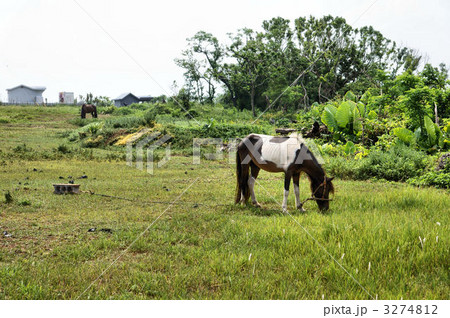 子馬 子馬 3274812