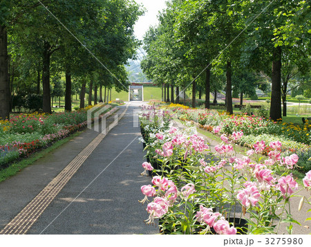 とっとり花回廊・道と花 とっとり花回廊・道と花 3275980