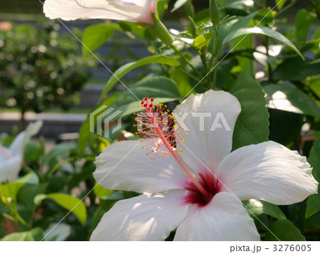 とっとり花回廊のハイビスカス（アップ） 3276005