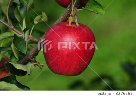 @りんご「つがる」 @りんご「つがる」 3276265