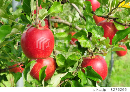 @りんご「つがる」 @りんご「つがる」 3276266