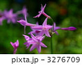 ピンクの花にら 3276709