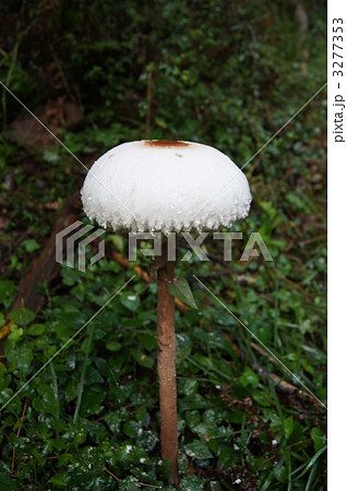 珍しい巨大キノコ　マントカラカサタケ　（タテ） 3277353