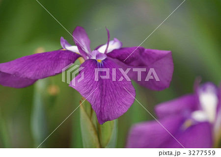 花菖蒲 妙義の森 花菖蒲 妙義の森 3277559