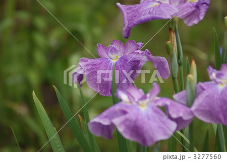 花菖蒲　五色の珠 3277560