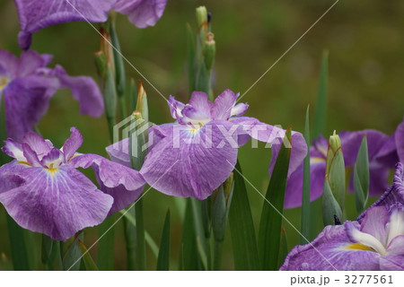 花菖蒲　五色の珠 3277561